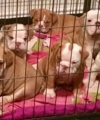 Bulldog inglese cuccioli - KC Reg - Full Pedigree Bulldog inglese cuccioli - KC Reg - Full Pedigree