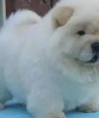 Molto giocoso Cuccioli di Chow Chow per adozione Molto giocoso Cuccioli di Chow Chow per adozione