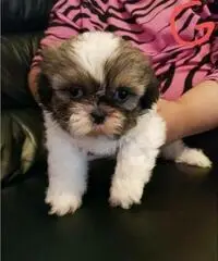 Magnifici cuccioli Shih tzu pronti per l'adozione
