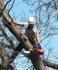 Treeclimbing ed abbattimenti controllati Treeclimbing ed abbattimenti controllati