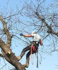 Treeclimbing ed abbattimenti controllati Treeclimbing ed abbattimenti controllati