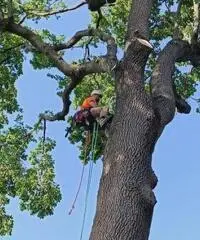 Treeclimbing ed abbattimenti controllati Treeclimbing ed abbattimenti controllati