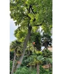 Treeclimbing ed abbattimenti controllati Treeclimbing ed abbattimenti controllati