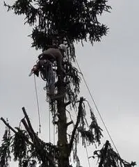Treeclimbing ed abbattimenti controllati Treeclimbing ed abbattimenti controllati