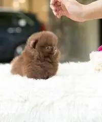 cuccioli di Pomerania maschi e femmine cuccioli di Pomerania maschi e femmine