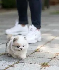 cuccioli di Pomerania maschi e femmine cuccioli di Pomerania maschi e femmine