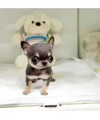 Adorabili cuccioli di chihuahua maschio e femmina Adorabili cuccioli di chihuahua maschio e femmina