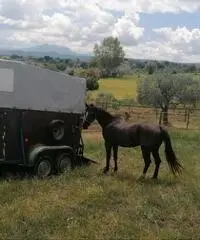 Trailer x cavalli Trailer x cavalli