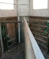 Trailer x cavalli Trailer x cavalli