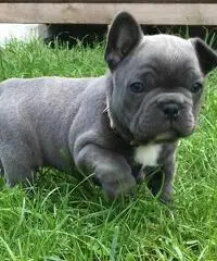 disponibili da subito cuccioli di razza bulldog francese disponibili da subito cuccioli di razza bulldog francese