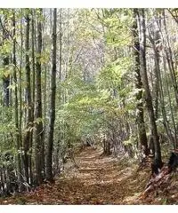 Terreno Bosco ceduo Terreno Bosco ceduo