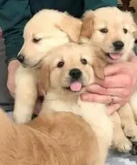 Cuccioli di Golden Retriever registrati KC robusti e di alta qualità Cuccioli di Golden Retriever registrati KC robusti e di alta qualità