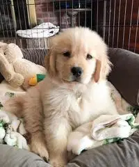 Cuccioli di Golden Retriever registrati KC robusti e di alta qualità Cuccioli di Golden Retriever registrati KC robusti e di alta qualità