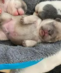 Incredibili cuccioli di bulldog francese Kc Incredibili cuccioli di bulldog francese Kc