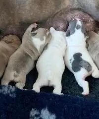Incredibili cuccioli di bulldog francese Kc Incredibili cuccioli di bulldog francese Kc