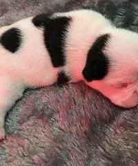 Cuccioli di Bulldog francese di qualità AKC in vendita gratuita Cuccioli di Bulldog francese di qualità AKC in vendita gratuita