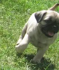 Cuccioli di Pug in vendita,