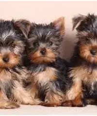 Cuccioli di Yorkshire Terrier Mini Toy in vendita, Cuccioli di Yorkshire Terrier Mini Toy in vendita,