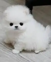 Vendita cuccioli Lulu Pomeranian Mini Toy, Vendita cuccioli Lulu Pomeranian Mini Toy,