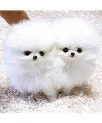 Vendita cuccioli Lulu Pomeranian Mini Toy, Vendita cuccioli Lulu Pomeranian Mini Toy,