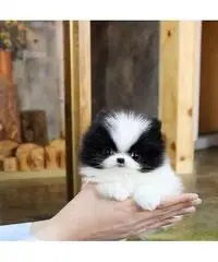 bellissimi cuccioli di bulldog francese maschi e femmine. bellissimi cuccioli di bulldog francese maschi e femmine.