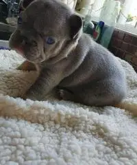 Bellissimi cuccioli di bulldog francese in vendita.