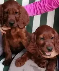 Cuccioli di Setter Irlandese color mogano lucido Cuccioli di Setter Irlandese color mogano lucido