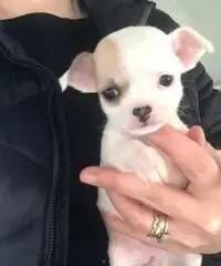 Chihuahua toy Chihuahua toy