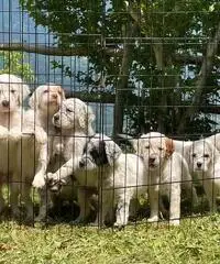 Cuccioli di setter inglese con pedigree Cuccioli di setter inglese con pedigree