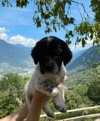 Cuccioli di setter inglese con pedigree Cuccioli di setter inglese con pedigree