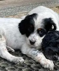 Cuccioli di setter inglese con pedigree Cuccioli di setter inglese con pedigree