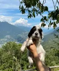 Cuccioli di setter inglese con pedigree Cuccioli di setter inglese con pedigree