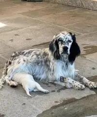 Cuccioli di setter inglese con pedigree Cuccioli di setter inglese con pedigree