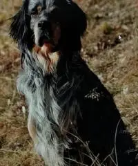 Cuccioli di setter inglese con pedigree Cuccioli di setter inglese con pedigree