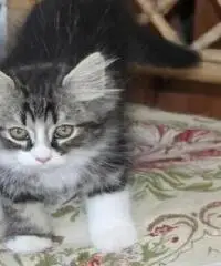 Animali Animali
