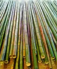 Vendo canne di bambù bambu con diametro da 1 cm. fino a 10 cm. Vendo canne di bambù bambu con diametro da 1 cm. fino a 10 cm.