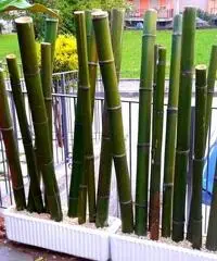 Vendo canne di bambù bambu con diametro da 1 cm. fino a 10 cm. Vendo canne di bambù bambu con diametro da 1 cm. fino a 10 cm.
