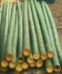 Vendo canne di bambù bambu con diametro da 1 cm. fino a 10 cm. Vendo canne di bambù bambu con diametro da 1 cm. fino a 10 cm.