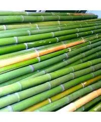 Vendo canne di bambù bambu con diametro da 1 cm. fino a 10 cm. Vendo canne di bambù bambu con diametro da 1 cm. fino a 10 cm.