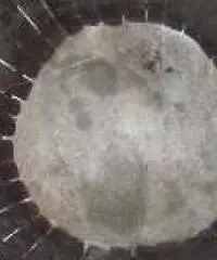 Torchio per uva antico - Bergamo